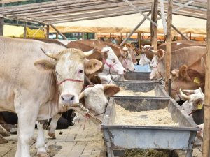 Akyazı’da Kurbanlıklar Alıcılarını Bekliyor