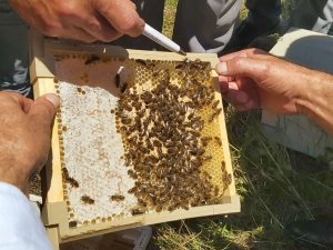 Artvin’de Sezonun İlk Bal Hasadı Yapıldı