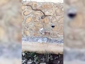 Gümüşhane’de Kuşun Yılanı Yuvasına Sokmamak İçin Mücadelesi Kameralara Yansıdı