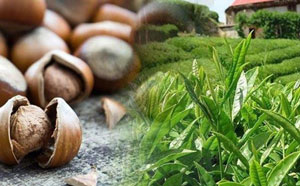 Tarım ve Orman Bakanlığı, Çay ve Fındık Değerlendirme Raporunu Yayımladı