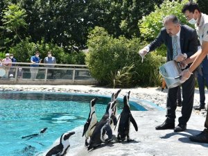 Penguen Ailesinde Yavru Sevinci