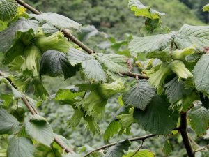 Fındıkta Tahmini Rekolte Belirlendi