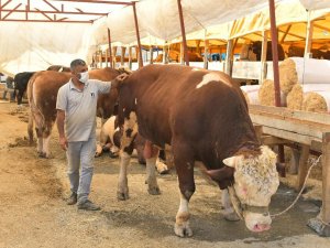 Kurbanlık Pazarının 1 Ton 200 Kiloluk Paşası Alıcısını Bekliyor