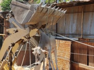 Artvin’de İnek Düştüğü Yerden İş Makinesi Yardımı İle Kurtarıldı