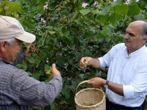 Ak Parti Giresun Milletvekili Cemal Öztürk: "Fındık Fiyatını Cumhurbaşkanı Erdoğan Açıklayacak"