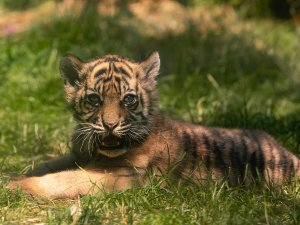 Polonya’da Nesli Tükenmekte Olan Sumatra Kaplanı Dünyaya Geldi