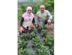Çınarlık Doğu Karadeniz’in Organik Çilek Üretim Merkezi Olma Yolunda