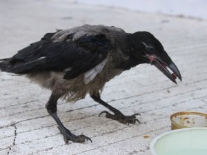 Yuvasından Düşen Karga Esnafın Ve Vatandaşın İlgi Odağı Oldu