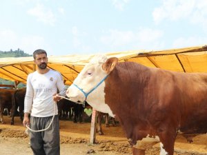 Rize’de Kurban Pazarı Esnafı Satışların Az Olmasından Şikayetçi