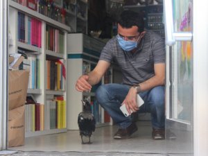 Yuvasından Düşen Karga Vatandaşın İlgi Odağı Oldu