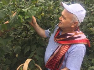 Ak Parti Giresun İl Başkanı Kenan Tatlı: “Açıklanan Fındık Fiyatı Beklentileri Karşıladı”