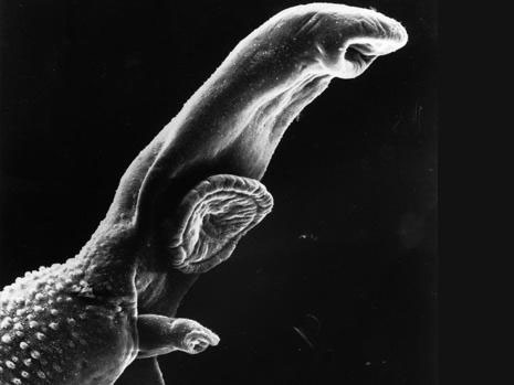 210 milyon kişinin kabusu oldu