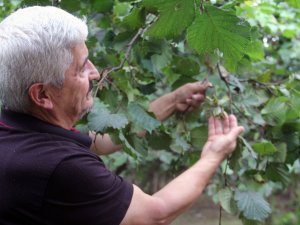 Giresunlu Fındık Üreticileri Açıklanan Fındık Fiyatını Değerlendirdi