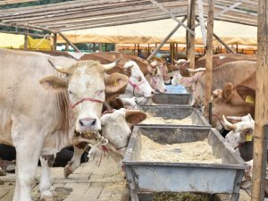 Genç, Kurban Bayramı Öncesi Uyardı