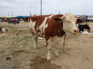 Kurban Bayramı’na Bir Gün Kala Bir Ton 100 Kilogramlık ’Pembe’ İsimli Boğa Alıcısını Bekliyor