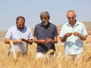 Kışın Yağan Kar, Buğday Üreticisinin Yüzünü Güldürdü