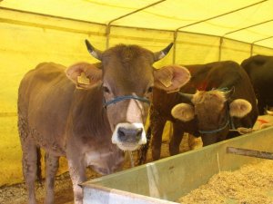 Giresun’da Kurban Pazarında Arefe Günü Sessizliği