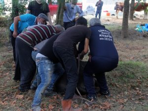 Giresun’da Kurban Kesimi Başladı, Fiyatlar Düştü