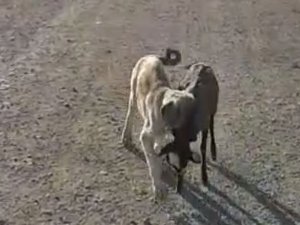 Yavru Köpek Sürüden Ayrılan Kuzuyu Böyle Getirdi