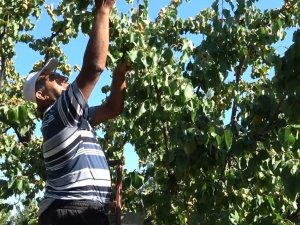 Kayısı Hasadında Fiyatlar Üreticinin Yüzünü Güldürdü