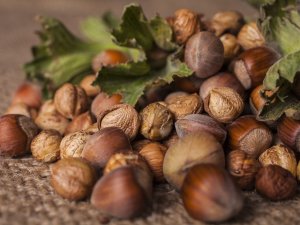 Korona Virüs Salgınının Mevsimlik Gezici Tarım İşçileri Ve Onların Çocuklarının Fındık Hasadına Katılımına Olası Etkileri Araştırıldı