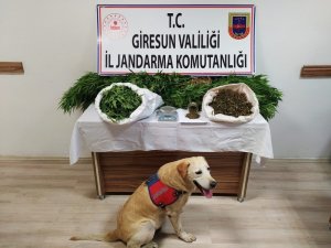 Giresun’da Uyuşturucu Madde Ticareti Yapan 2 Kişi Tutuklandı