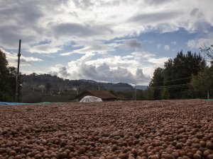 Fındığı Yerden Toplama Ürün Kalitesini Yükseltiyor