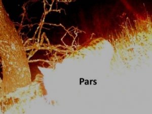 Nesli Tükendiği Biliniyordu, Anadolu Parsı Görüntülendi