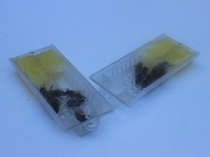 Giresun Ekotipi Ana Arının Yaygınlaştırılması Hedefleniyor