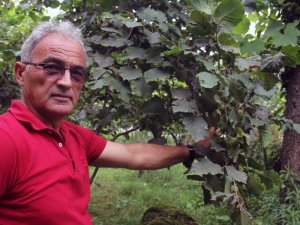 Fındık Üreticisine Emanete Fındık Verme Uyarısı