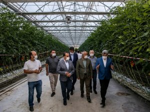 Van’dan Antalya’ya Domates