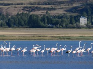 Van Gölü’nde Flamingoların Eşsiz Dansı