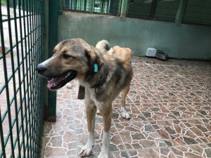 Trabzon’da Sahipsiz Sokak Hayvanları Mikroçiple Takip Edilecek