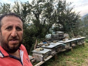 Trabzonlu Bal Üreticisi Arı Sokması Sonucu Hayatını Kaybetti