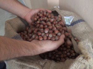 Serbest Piyasanın Fındık Alım Fiyatları Önümüzdeki Günlerde Belirlenecek