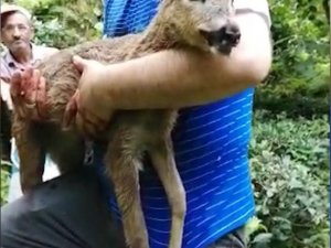 Köpeklerin Saldırısına Uğrayan Yavru Karaca Kurtarılamadı