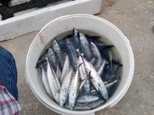 Karadeniz’de Çingene Palamudu Bolluğu