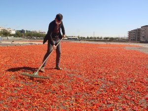 Şanlıurfa İsotunun Acı Telaşı Başladı
