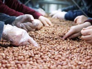 Fındık İhracatında Tüm Zamanların Rekoru Kırıldı