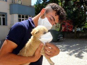 Farkındalık Olsun Diye Köpeğini Maskeyle Gezdiriyor