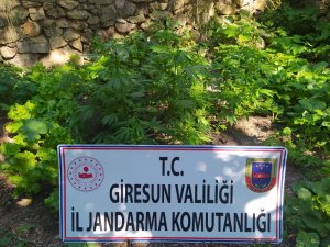 Giresun’da 28 Kök Kenevir Ele Geçirildi
