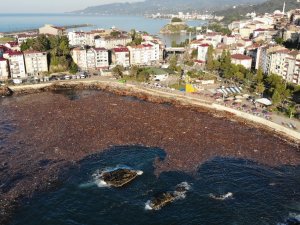 Vatandaş Kışlık Odununu Topladı: Denizden Neler Çıktı Neler