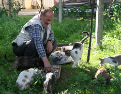 Rizeli İsmail Dede Evinin Bahçesinde 20 Kedi Bakıyor