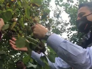 Tarım Ve Orman Bakanı Bekir Pakdemirli Sel Bölgesinde Fındık Topladı