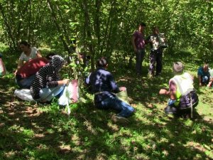 Artvin’de İmece Usulü Fındık Toplama Etkinliği