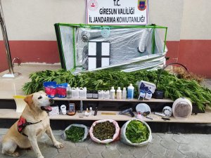 Giresun’da Kenevir Bitkisi Ve Esrar Ele Geçirildi