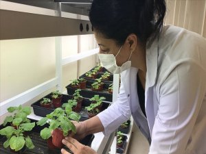 Kovid-19'a karşı 'yeşil bitki'den aşı çalışmasında sevindirici gelişme