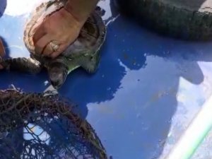 Misina Ve Poşete Dolanan Caretta Caretta Kurtarıldı