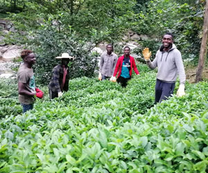 Çay Üreticileri Senegal ve Gambialı Çay İşçilerinden Memnun