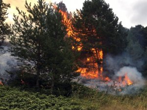 Gümüşhane’de Orman Ve Örtü Yangını
